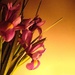 Irises in the Evening by filsie65