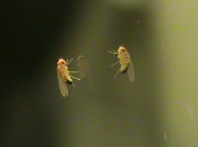 20th Nov 2011 - Fruit Fly