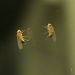 Fruit Fly by grammyn