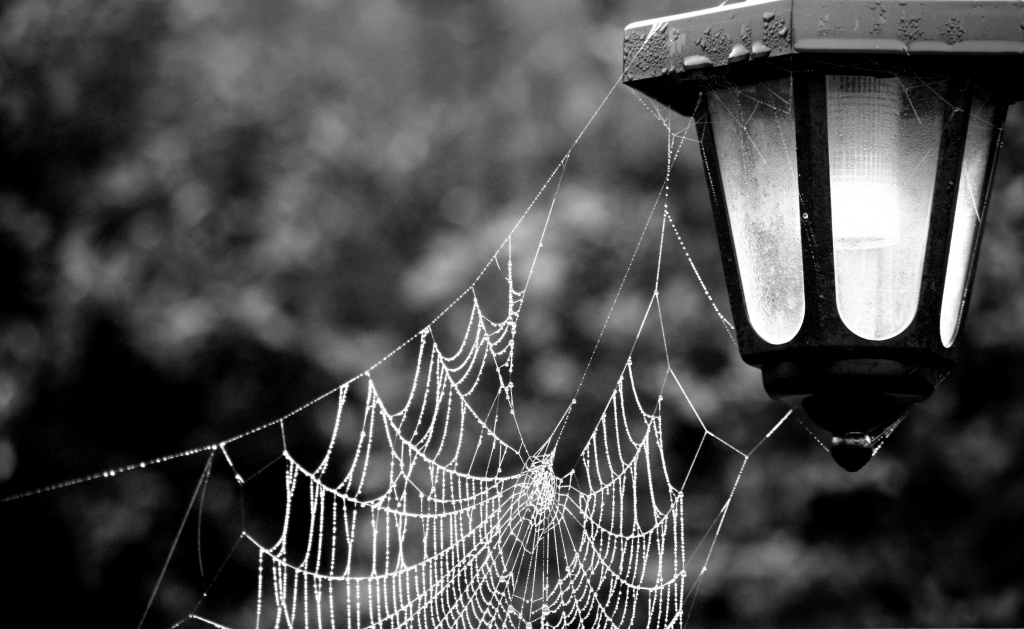 Sunday Cobwebs by phil_howcroft