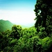 Across the Rainforest by peterdegraaff