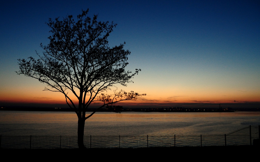 Silhouette of a Tree by andycoleborn