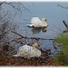 mute swans by mjmaven