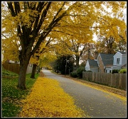 21st Nov 2011 - And The Streets Were Paved in Gold
