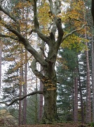 21st Nov 2011 - Dancing tree