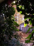 22nd Nov 2011 - View through the Ivy-Covered Screen House - Filler
