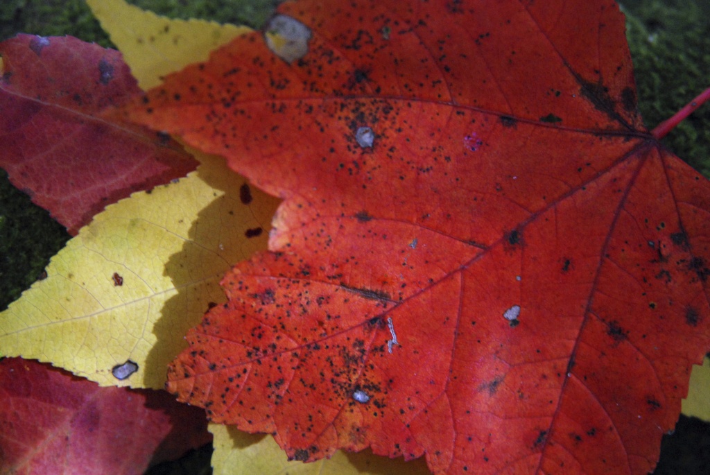 Maple Leaves by graceratliff