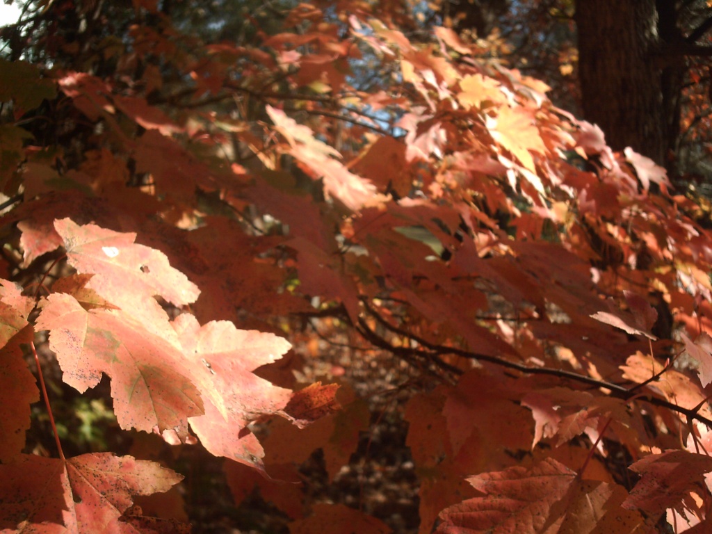 Maple Leaves in Backyard 11.20.11 002 by sfeldphotos