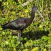 Glossy Ibis by twofunlabs