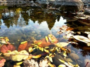21st Nov 2011 - Fall Reflections