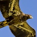 Juvenile Bald Eagle by twofunlabs