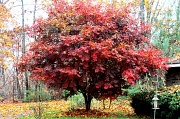 21st Nov 2011 - The whole tree