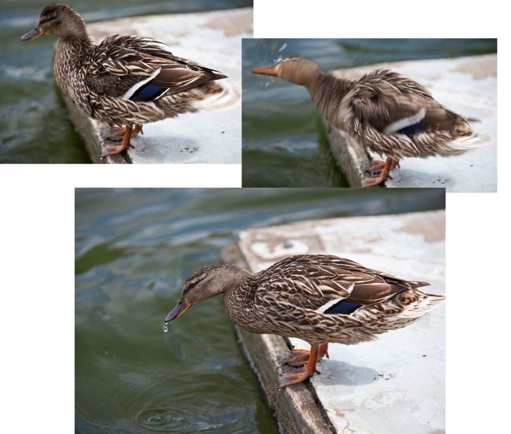 Three Moments In A Ducks Life by netkonnexion