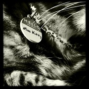 21st Nov 2011 - Oh Miss Kitty...
