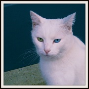 22nd Nov 2011 - Odd-Eyed Cat