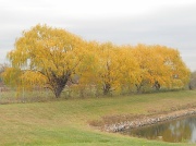 14th Nov 2011 - Autumn trees