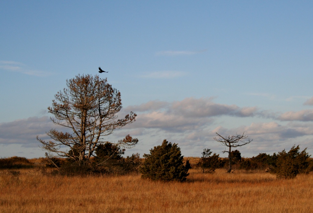 Blackbird Fly Away by lauriehiggins