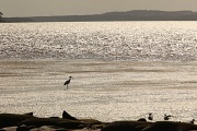 22nd Nov 2011 - The sand/mud flats of Westernport Bay