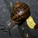 Snail by nicolecampbell