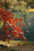 22nd Nov 2011 - Autumn in the parc