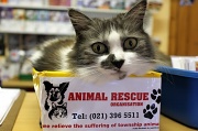 22nd Nov 2011 - Animal Rescue's PR Agency