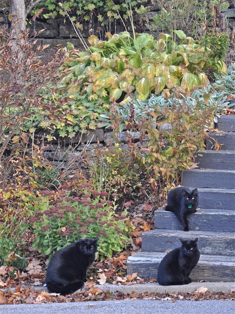 Black Cat Convention by cwarrior