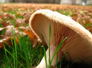 22nd Nov 2011 - Graveyard Fungi