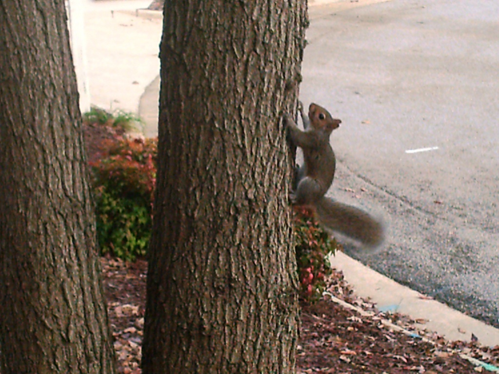 Squirrel Climbing Up Tree 11.22.11 by sfeldphotos