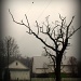 Misty Morning On The Farm by digitalrn