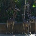 Giraffe Family by kerristephens