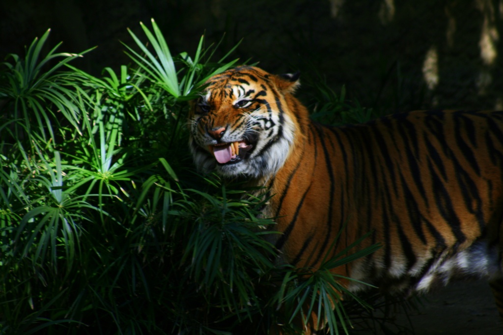 Sumatran Tiger by kerristephens