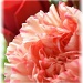 pink carnation by mjmaven