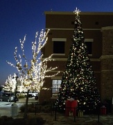 22nd Nov 2011 - Christmas Tree