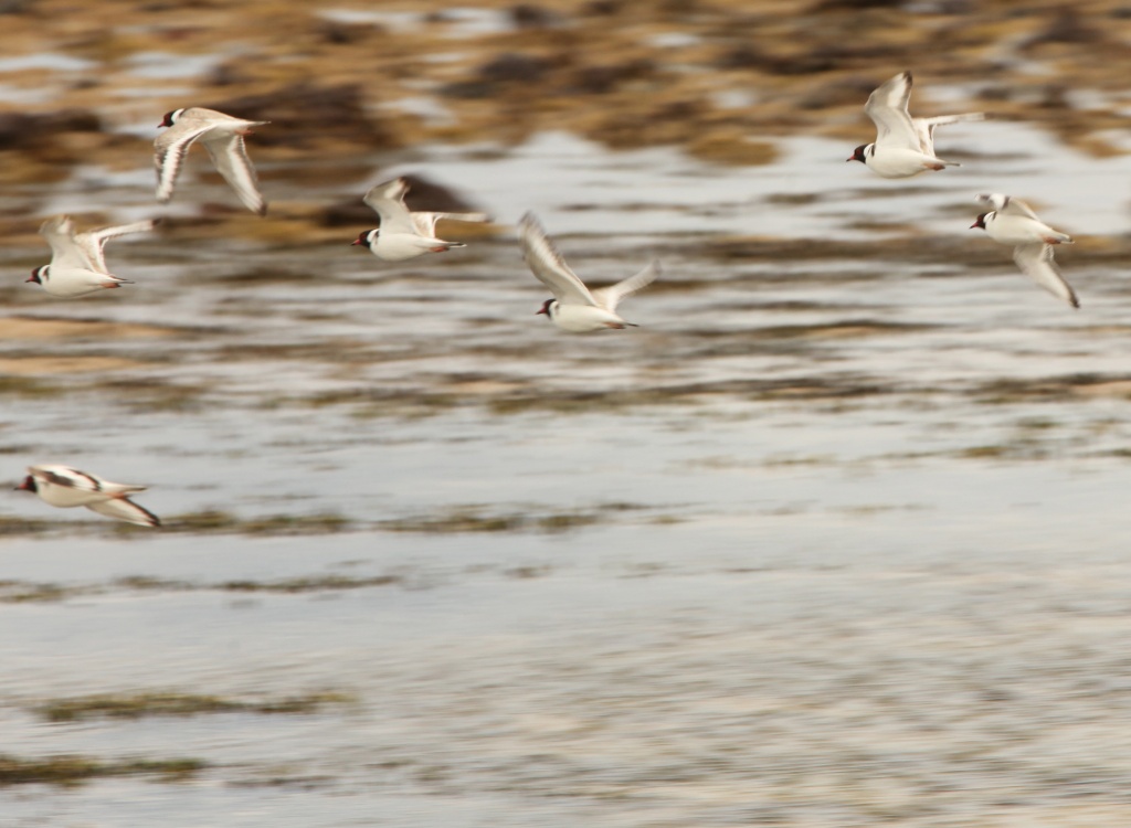 Hooded Plover Gang - Kitty Miller Bay, Phillip Island by lbmcshutter