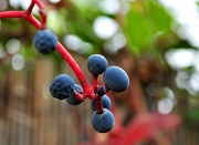 22nd Nov 2011 - Berries