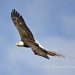 Bald Eagle Nesting by twofunlabs