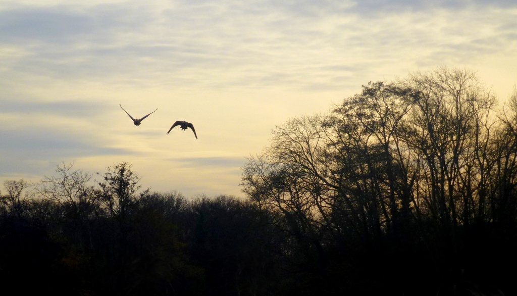 Afternoon flight by dulciknit