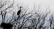 23rd Nov 2011 - Heron silhouette