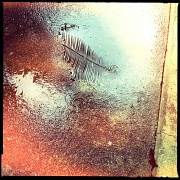 24th Nov 2011 - Palm in puddle