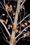 23rd Nov 2011 - The last leaves of fall