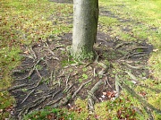 23rd Nov 2011 - root tree. 