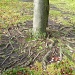 root tree.  by sulollibow