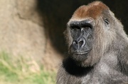 23rd Nov 2011 - Gorilla Portrait
