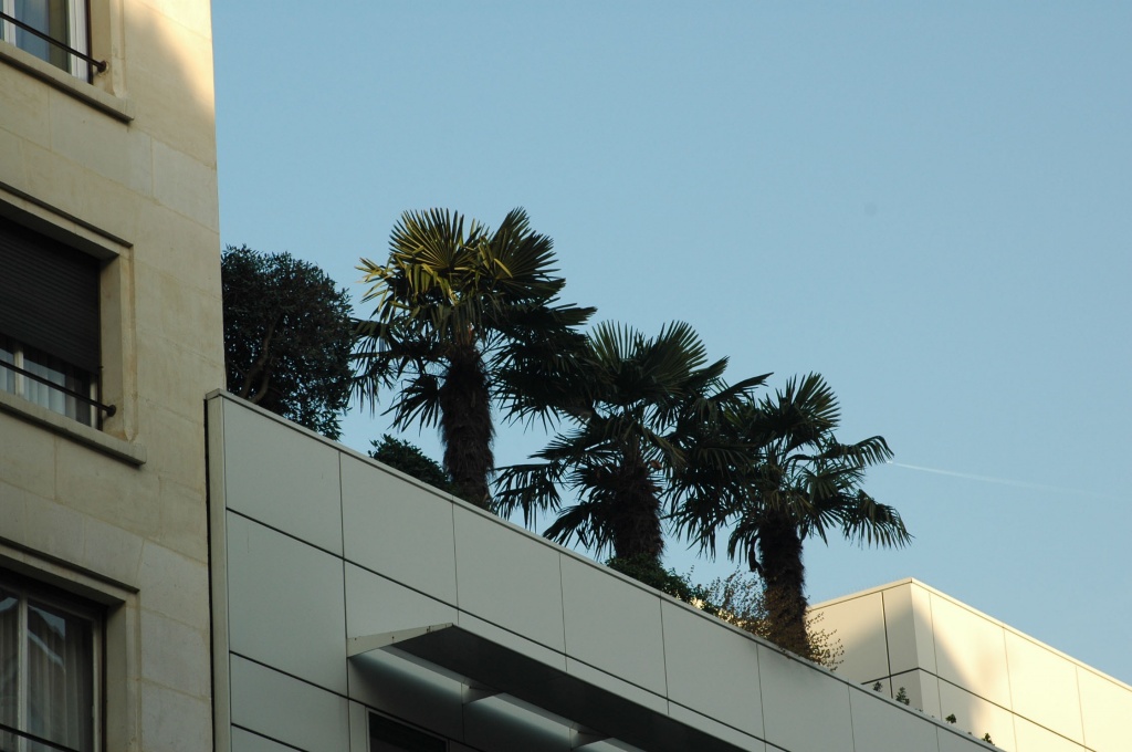 Just for fun: 3 palm trees by parisouailleurs