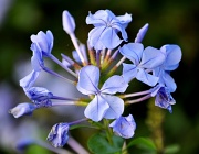 24th Nov 2011 - Blue flower