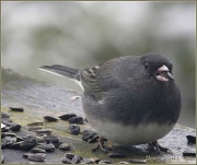 24th Aug 2011 - Junk-Eating Junco?