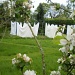 Line of washing. by snowy