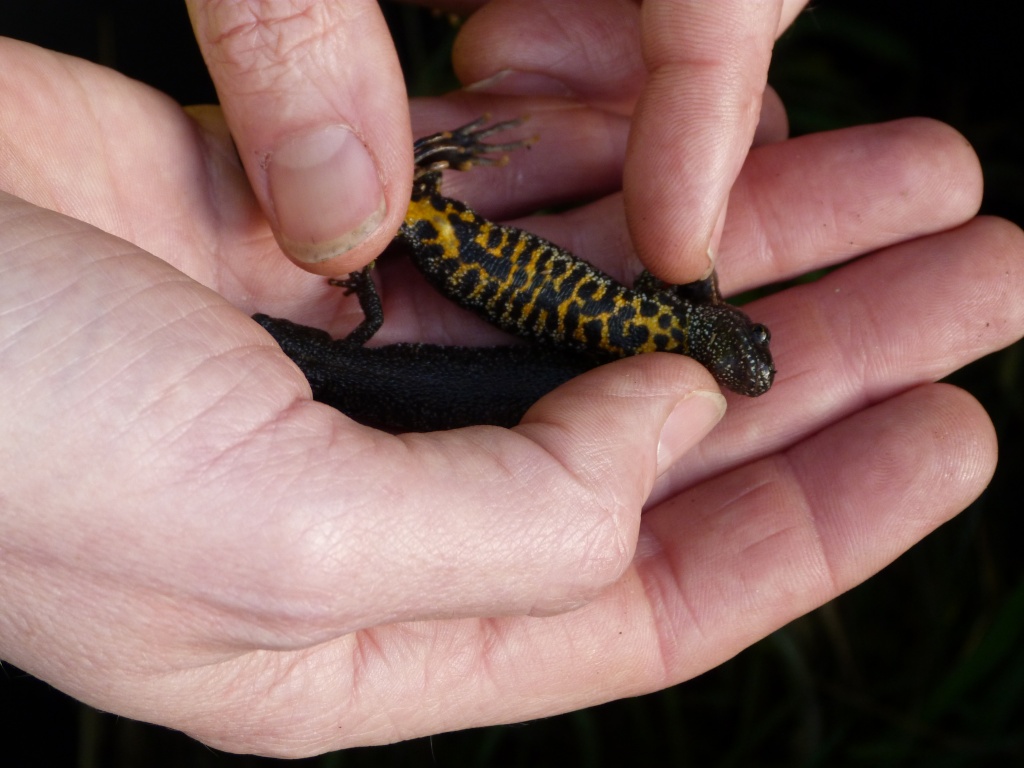 Crested Newt by rosiekind