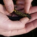 Crested Newt by rosiekind