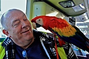 24th Nov 2011 - The Real Macaw aka Rupert